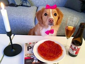 Lucunya Moxie, Anjing Pintar yang Doyan Brokoli