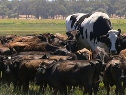 Nyata! Sepertinya Ini Deh yang Disebut Sapi Raksasa