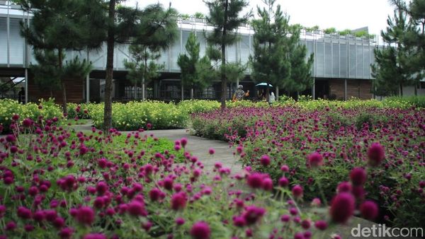 Foto: Pabrik Minyak Wangi Jadi Wisata Edukasi di Tawangmangu