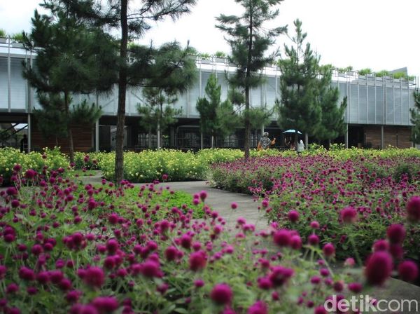 Foto: Pabrik Minyak Wangi Jadi Wisata Edukasi di Tawangmangu