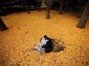 Mengapa Pohon Menggugurkan Daunnya Ketika Musim Gugur?