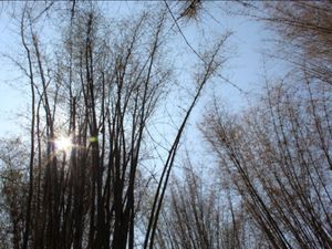 Sunrise di sela bambu