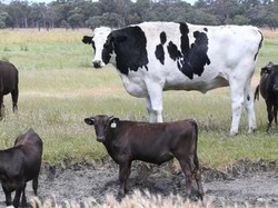 Tingginya 194 cm dengan Bobot 1,4 Ton, Sapi Jumbo Ini Jadi Terkenal