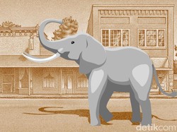 Gajah Kaesang-Dodo Masuk ke Kebun Warga di Riau, BKSDA Turun Tangan