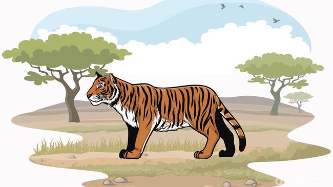Pria di Jambi Tewas Diterkam Harimau Saat Cari Sinyal Ponsel Pria di Jambi Tewas Diterkam Harimau Saat Cari Sinyal Ponsel