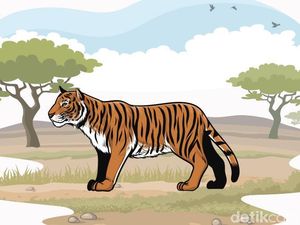 Deteksi Harimau yang Terkam Warga, BKSDA Riau Pasang 5 Camera Trap Deteksi Harimau yang Terkam Warga, BKSDA Riau Pasang 5 Camera Trap