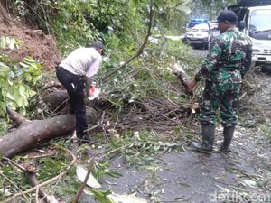 Pohon Tumbang dan Longsor, Jalur Lumajang-Malang Sempat Tersendat