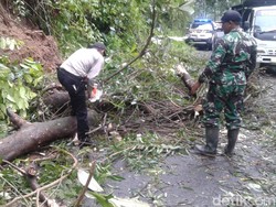 Pohon Tumbang dan Longsor, Jalur Lumajang-Malang Sempat Tersendat