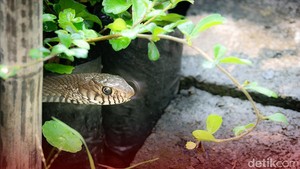 3 Tanaman di Rumah yang Sering Jadi Favorit Ular