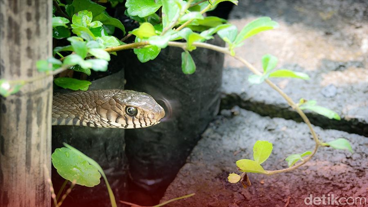 Ular Mangsa Kucing di Depok, Damkar Sisir Lokasi Viral