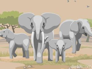 Tragis Lansia Tewas Diserang Gajah, Tubuh Hancur Terpisah-pisah Tragis Lansia Tewas Diserang Gajah, Tubuh Hancur Terpisah-pisah