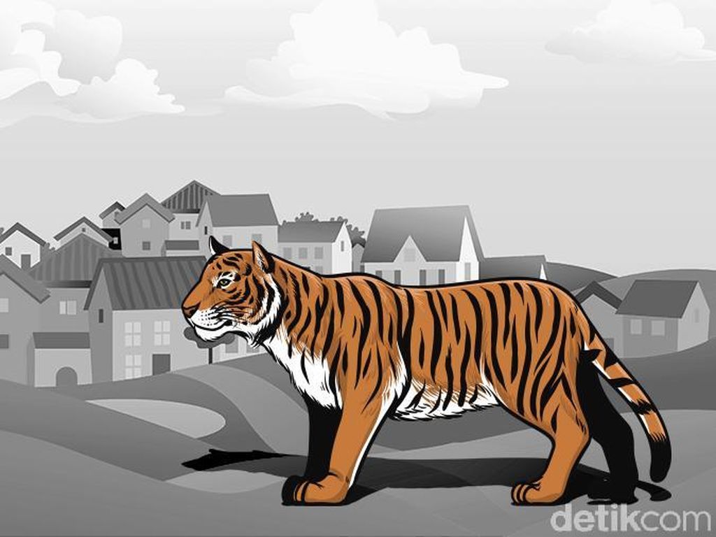 Ngeri! Harimau Kelilingi Rumah di Riau Bikin Warga Menangis Ketakutan