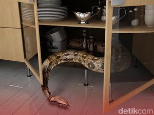 Jangan Panik Saat Temukan Ular di Sekitar Rumah, Segera Lapor ke Nomor Ini Jangan Panik Saat Temukan Ular di Sekitar Rumah, Segera Lapor ke Nomor Ini