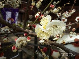 Melihat Bunga Ume Saat Musim Semi di Jepang Melihat Bunga Ume Saat Musim Semi di Jepang