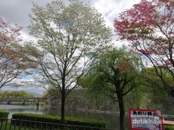 Melihat Sakura yang Mekar Belakangan