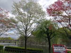 Melihat Sakura yang Mekar Belakangan Melihat Sakura yang Mekar Belakangan