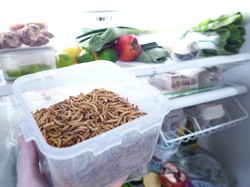 Kini Ada Paket Ternak Cacing untuk Diolah Jadi Makanan