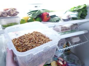 Kini Ada Paket Ternak Cacing untuk Diolah Jadi Makanan Kini Ada Paket Ternak Cacing untuk Diolah Jadi Makanan