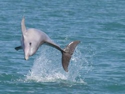 Seekor Lumba-lumba Mati Terdampar di Panga Aceh