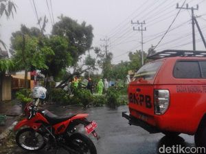 Pohon Tumbang dan Hujan Hentikan Jalan Santai Hari Kesehatan Pohon Tumbang dan Hujan Hentikan Jalan Santai Hari Kesehatan