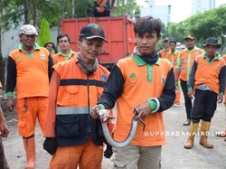 Hiii! Petugas Tangkap Ular Kobra Saat Bersihkan Kali Pesanggrahan