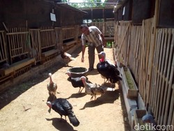 Mudahnya Meraup Jutaan Rupiah dari Ternak Kalkun