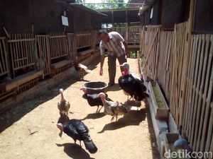Mudahnya Meraup Jutaan Rupiah dari Ternak Kalkun Mudahnya Meraup Jutaan Rupiah dari Ternak Kalkun
