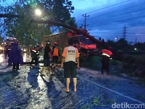 Pohon Tumbang, Jalur Pantura Kudus-Pati Sempat Macet 1 Jam