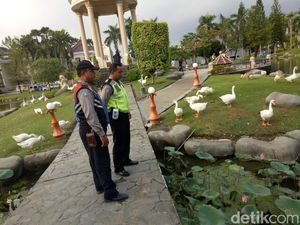 Terpeleset, Pelajar SMP Tewas Tenggelam di Taman Angsa Terpeleset, Pelajar SMP Tewas Tenggelam di Taman Angsa