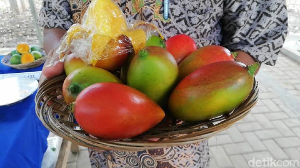 Agri Gardina, Mangga Mungil Bisa Dikupas Seperti Pisang