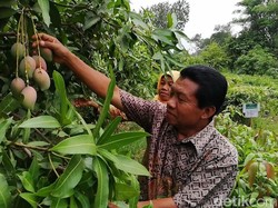 Kebun Cukurgondang di Pasuruan Punya 478 Varietas Mangga