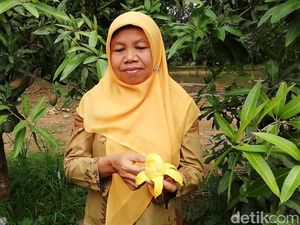 Ini Agri Gardina, Mangga Kupas Seperti Pisang di Pasuruan Ini Agri Gardina, Mangga Kupas Seperti Pisang di Pasuruan
