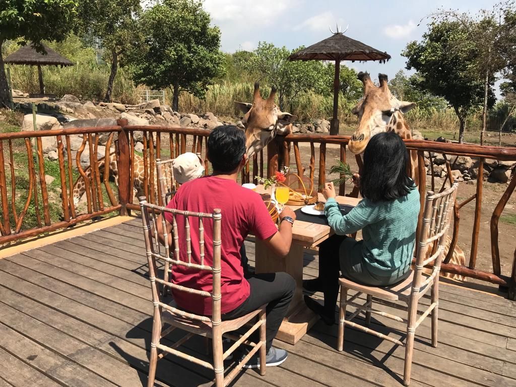 Jalan-jalan ke Jawa Timur, Nikmati Serunya Sarapan Bareng Jerapah Jalan-jalan ke Jawa Timur, Nikmati Serunya Sarapan Bareng Jerapah