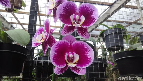 Foto: Tempat Belajar Budidaya Kaktus dan Anggrek di Bandung