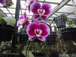 Destinasi Baru Buat Belajar Budidaya Kaktus & Anggrek di Bandung