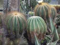 Tren Kesehatan Baru di 2019: Air Kaktus yang Kaya Nutrisi