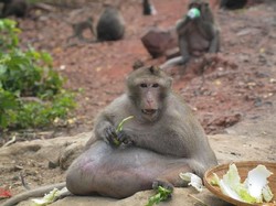 Karena Terlalu Banyak Makan Junkfood, Monyet Ini Jalani Diet Ketat