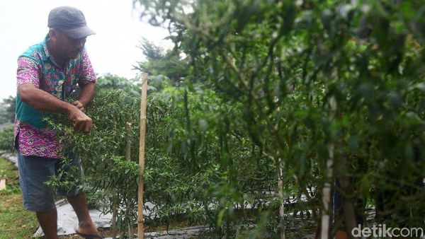 Bertani di Jakarta, Lahan Tidur Disulap Jadi Kebun Cabai