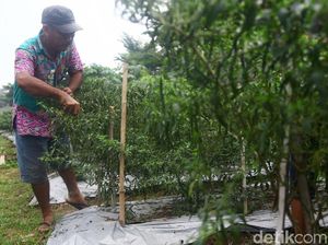 Bertani di Jakarta, Lahan Tidur Disulap Jadi Kebun Cabai