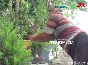 Keterbatasan Fisik Tak Halangi Mulyono Hijaukan Krian Sidoarjo