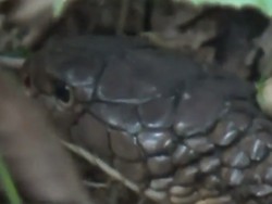 Heboh! King Kobra Mematung di Kebun Karet Kapuas