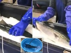 Viral! Ikan Beku Ini Kembali Hidup Saat Dicelupkan dalam Air Hangat