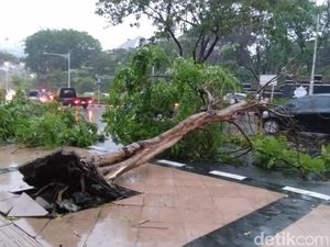 Hujan dan Angin Kencang Landa Semarang, Sejumlah Pohon Tumbang