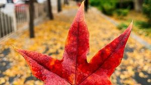 Deretan Hasil Jepretan iPhone XR