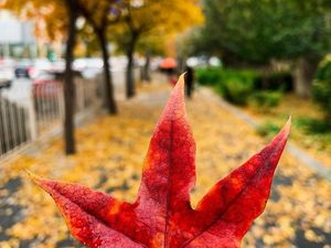 Deretan Hasil Jepretan iPhone XR Deretan Hasil Jepretan iPhone XR