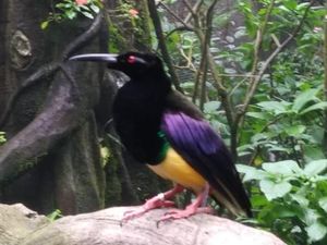 7 Fakta Menarik tentang Cendrawasih, Si Burung Surga