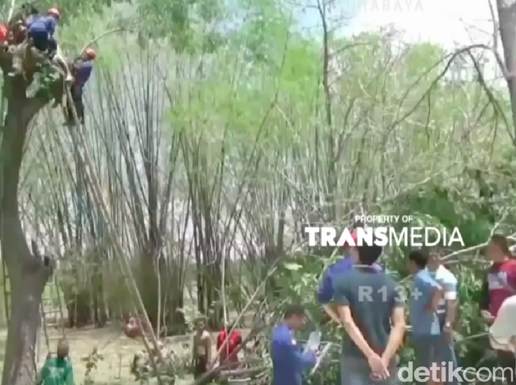 Video Penyelamatan Dramatis Pria yang Tersangkut di Pohon Video Penyelamatan Dramatis Pria yang Tersangkut di Pohon