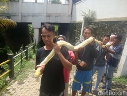 Warga Purwokerto Tangkap Ular Piton Albino Sehabis Sikat Itik