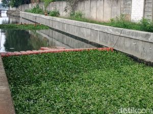 Pemkot Jakarta Utara Mulai Tanam Eceng Gondok di Kali Penghubung Pemkot Jakarta Utara Mulai Tanam Eceng Gondok di Kali Penghubung