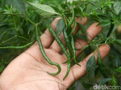 Harga di Pasar Meroket, Warga Cianjur Diminta Tanam Cabai Sendiri